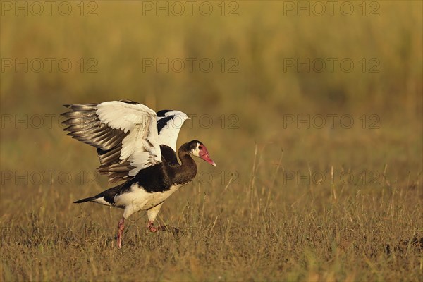 Spur-winged spur-winged goose