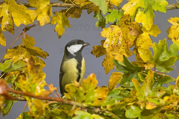 Great Tit