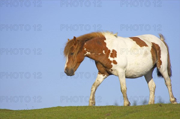 Dartmoor Pony