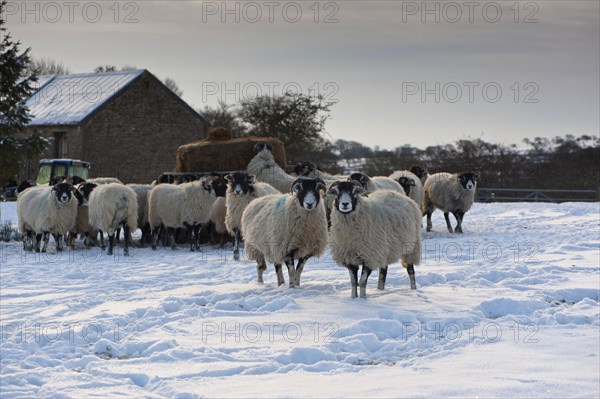 Domestic Sheep