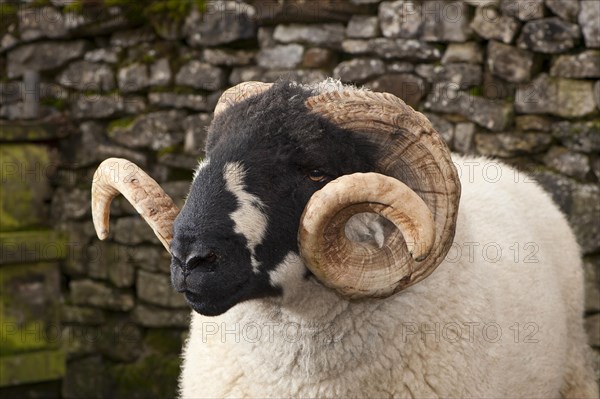 Domestic sheep