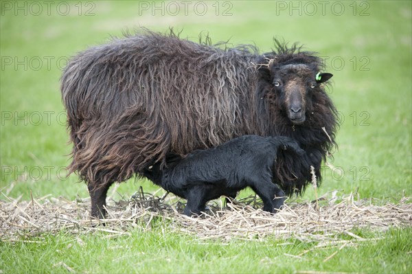 Domestic sheep