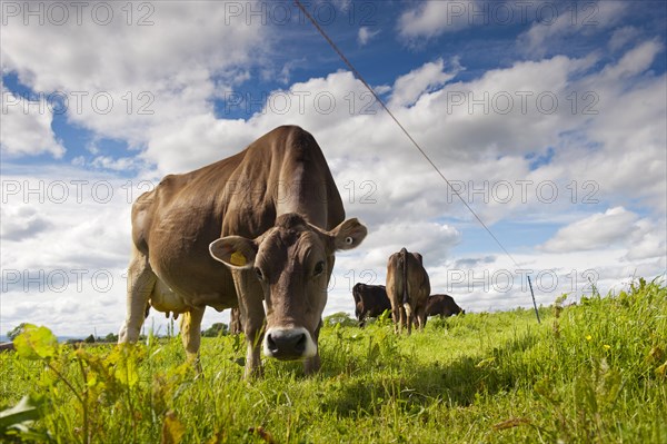 Domestic cattle