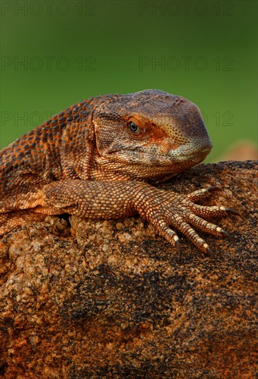 Savannah monitor