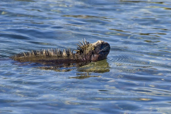 Galapagos Sea Lizard