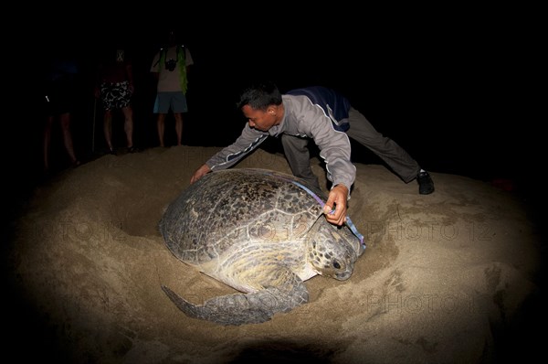 Green Turtle