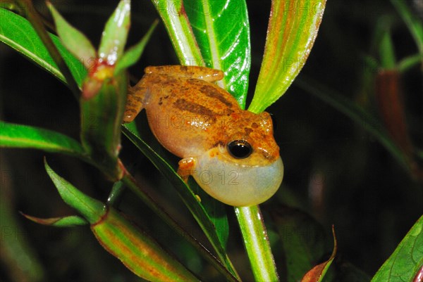 Common Shrub Frog