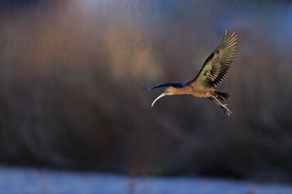 Glossy Ibis