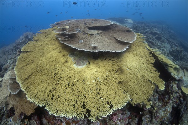 Table Coral