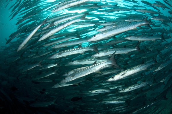 Darkfin Barracuda