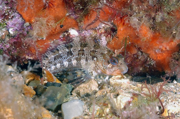 Blennius gattorugine