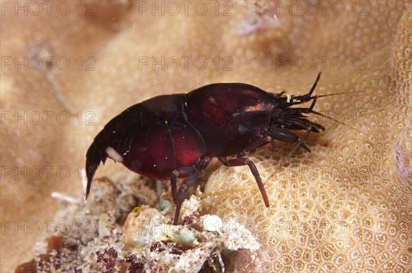 Deman's Snapping Shrimp