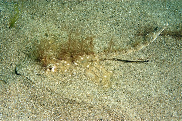 Undulate Ray