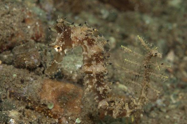 Hippocampus hystrix