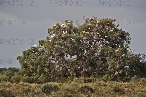 400 year old oaks where there is a colony of 1