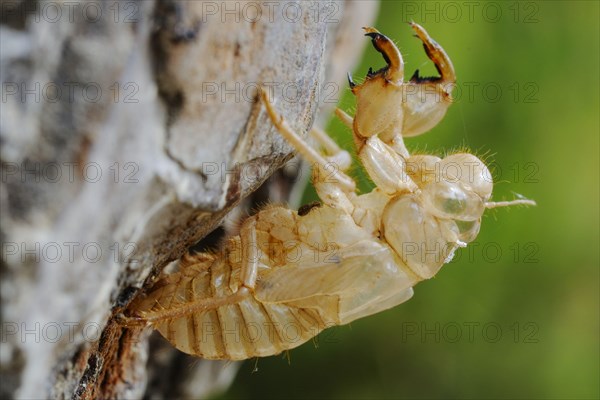 Cicada