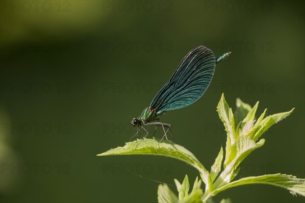 Beautiful Demoiselle