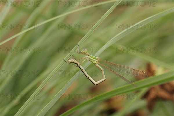 Southern Emerald Damselfly