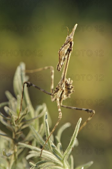 Conehead mantises