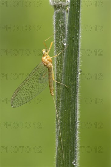 Mayfly