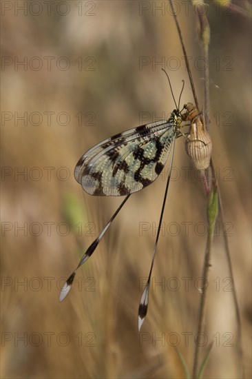 Thread fly