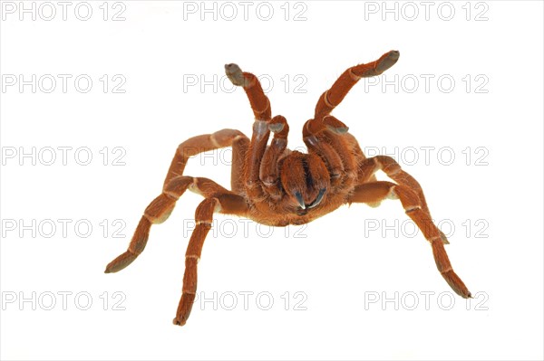 Kenya giant tarantula