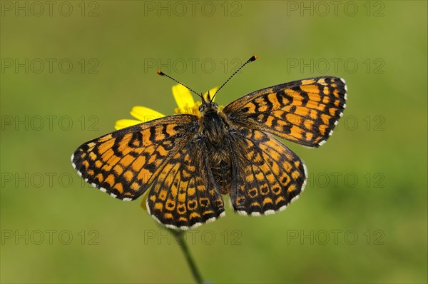 Plantain Fritillary