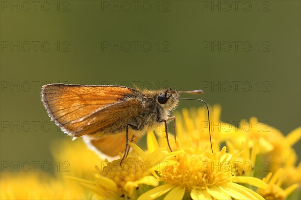 Small Skipper