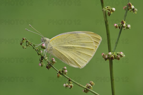 Small White