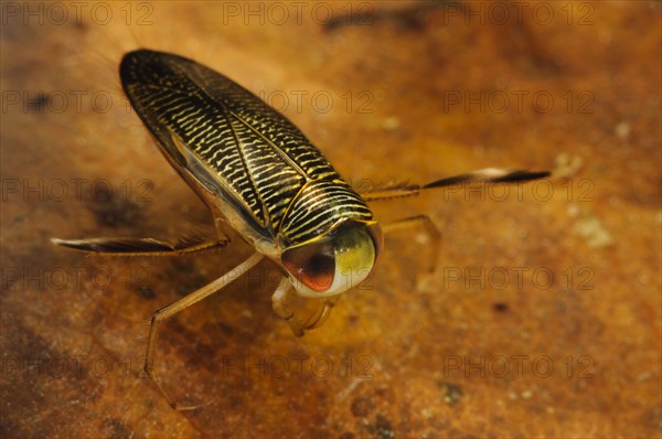 Lesser Water Boatman