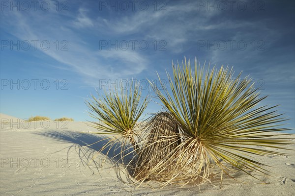 Soapree soaptree yucca