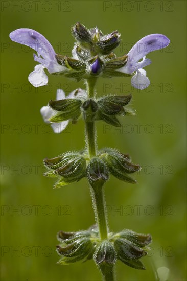 Wild sage