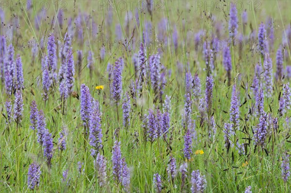 Fragrant Orchid