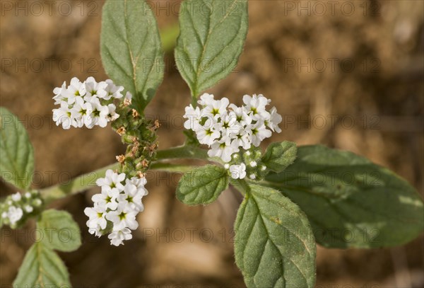 European Heliotrope