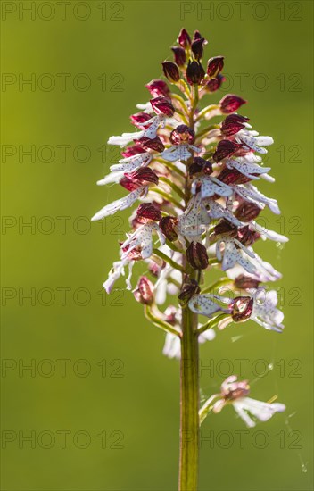 Lady Orchid