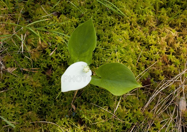 Bog Arum