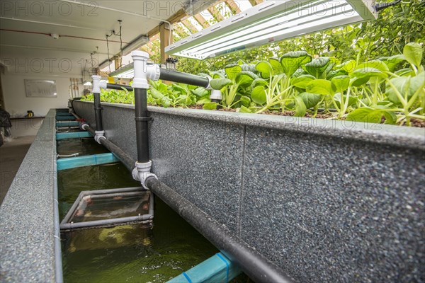 Pak choi growing in an aquaponics unit