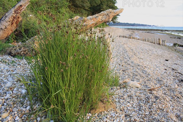 Scirpus maritimus