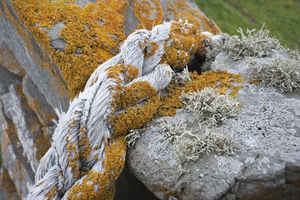 Orange sea lichen