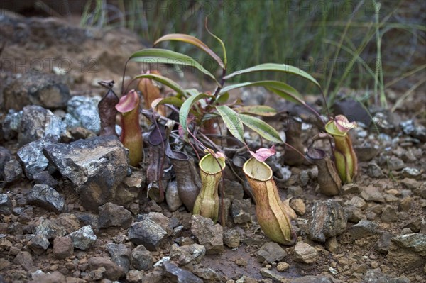 Pitcher Plant