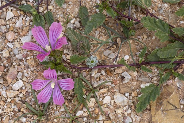 Betony-leaved Malope