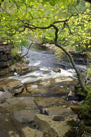 Confluence of the river with the forest