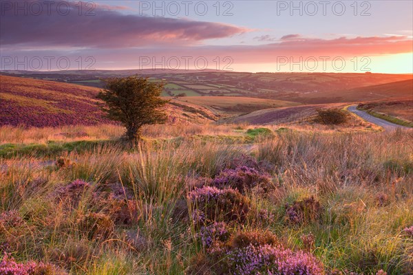 View of road through moorland with flowering heather and hawthorn trees at sunrise