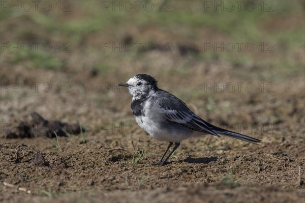 Pied Wagtail