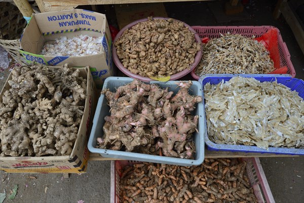 Different kinds of ginger