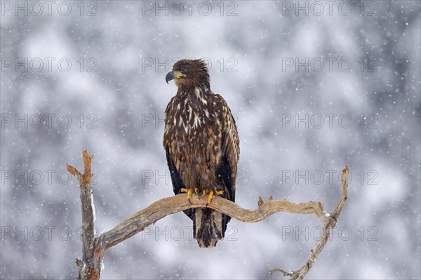 White-tailed Eagle