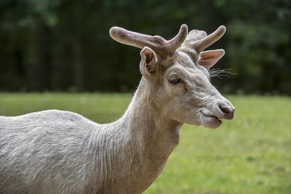 Close up of leucistic white red deer