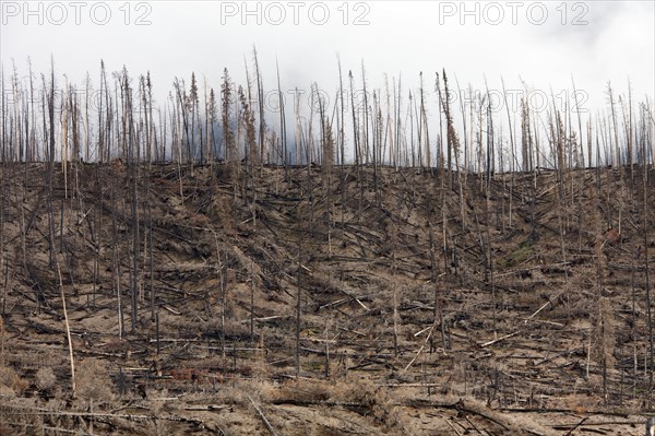 Charred logs burnt by forest fire