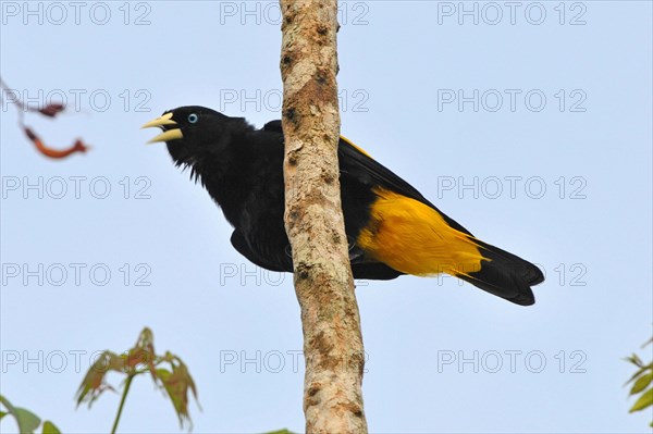 Yellow-backed Oropendola