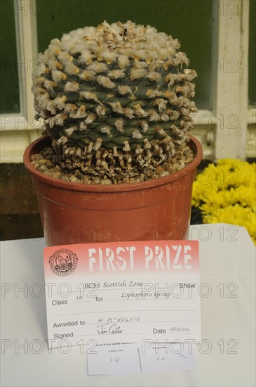 Peyote Cactus Giant Specimen